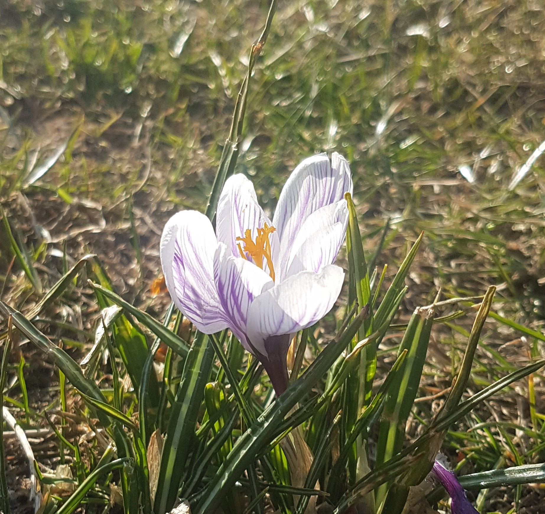 Biało-fioletowy krokus wśród wiosennych traw